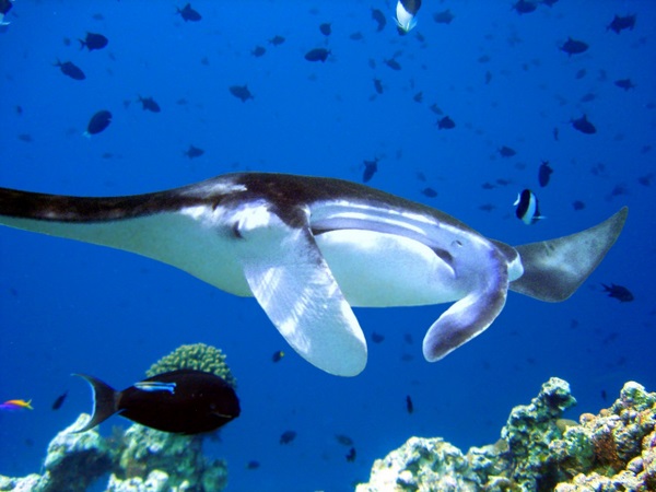 manta ray
